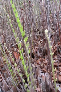Drynaria rigidula - 22 Nov 2014