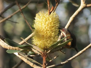 Eastern Spinebill 1 - 23 June 2014 crop