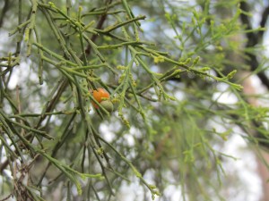 Exocarpos cupressiformis - 22 Nov 2014