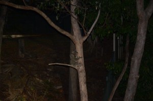 Koala Mum and joey - Fox Gully - Barry Flower - 9 Nov 2014