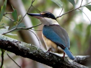 Todiramphus sanctus - 19 Nov 2014