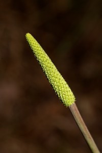 Xanthorrhoea macronema - 9 Oct 2014 - Alan Moore low res