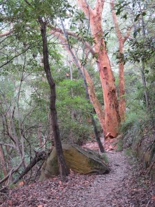 angophora costata