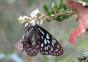 Blue Tiger - 5 Jan 2014