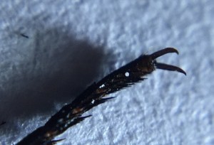 Blue Tiger - claws 1 - 6 Feb 2015 cropped