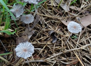 Gilled fungi - 27 Feb 2015