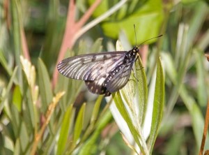 Glasswing - 26 Apr 12