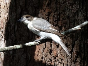 Grey Butcherbird - 27 Feb 2015