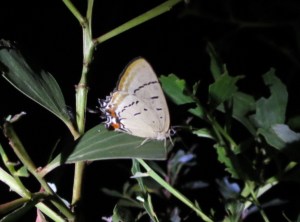 Imperial Hairstreak - roosting - 4 Feb 2015