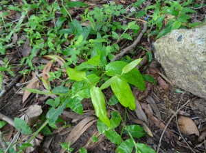 Natural regen - Zone 2 - 27 Feb 2015