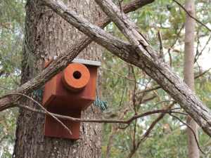 Pardalote box - 9 Oct 12 low res