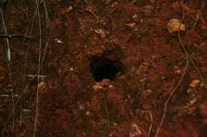 Pardalote hole 2 10 May 2011 low res