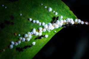 Rattle Ants feeding on lerps