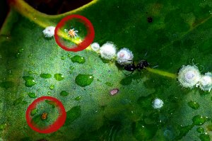 Redgum Lerp Psyllid - 23 July 2014 - Alan Moore