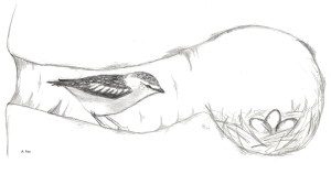 Spotted Pardalote - nest - A Fox drawing