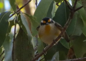 Striated Pardalote - 28 Jun 2014 crop