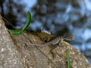 Water Dragon - 16 Oct 2014
