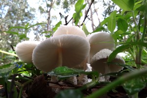 White Mushroom fungi - 27 Feb 2015