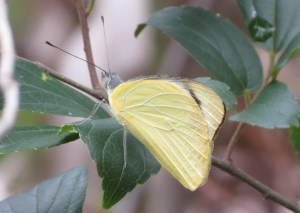 Yellow Albatross - close - 20 Jan 2015