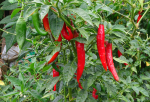 Chilli - 22 Mar 2015