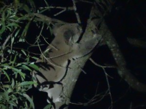 Koala - Fox Gully - 27 Feb 2015