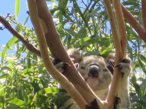 Koala - Mt Gravatt Campus - 23 Feb 2015 - Michael McGeever