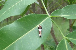 Orchard Swallowtail caterpillar - 20 Mar 2015