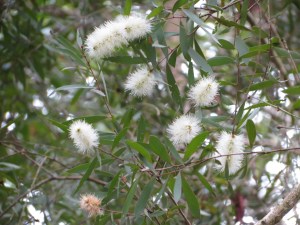 Willow Bottlebrush -Flower - 20 Mar 2015