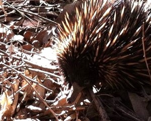 Echidna - Demmers - 24 June 2013 close