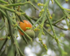 Exocarpos cupressiformis - close - 22 Nov 2014