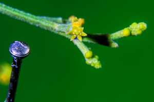 Exocarpos cupressiformis - flower - 28 April 2015 - Alan Moore - low res