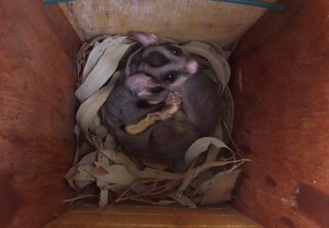 Glider - Scaly box 2 - 7 Jan 2015