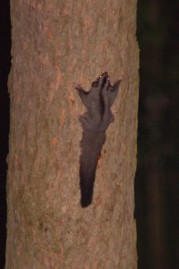 Squirrel Glider - A Moore - 21 March 11