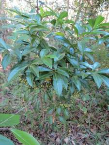 Diamond-leaf Pittosporum - Auranticarpa rhombifolia - 15 May 2015 lr