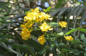 Easter Cassia flower - 15 May 2015