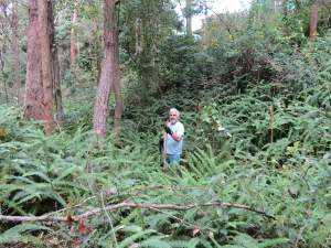 Fishbone jungle - 11 May 2013