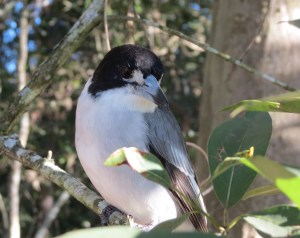 Grey Butcherbird - 15 May 2015