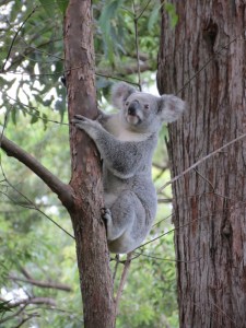 Koala - 3 May 2015