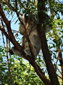 Koala - Fox Gully - 28 Mar 2015 - J Fox