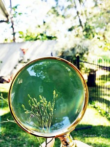 Magnified Native Cherry