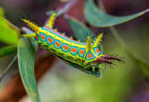 Wattle Cup Moth - front - 12 May 2015 - Alan Moore cropped
