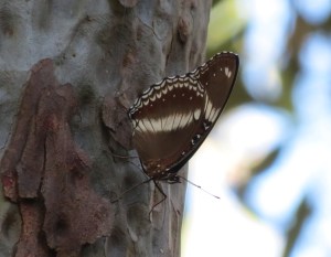 White-banded Plane -25 Apr 2015