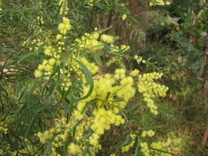 Acacia fimbriata - flower - 5 Aug 10