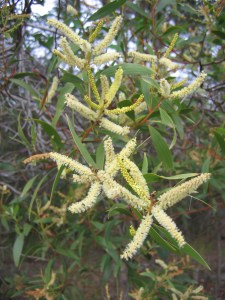 Acacia leiocalyx  - flower - Jun 07