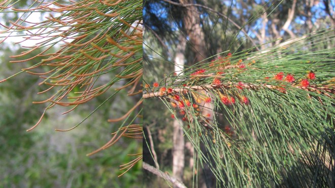 Allocasuarina  male female