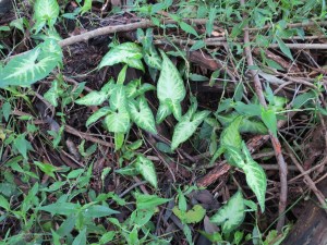 Arrowhead Vine Syngonium podophyllum - 19 June 2015 - Roly Chapman