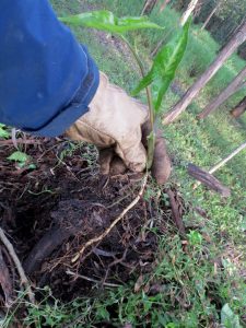 Arrowhead Vine Syngonium podophyllum - roots - 19 June 2015 - Roly Chapman