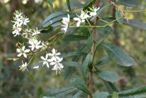 Blackthorn Bursaria spinosa - 12 June 2015