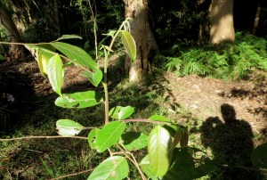 Cheese Tree - regrowth - 19 June 2015 - Roly Chapman