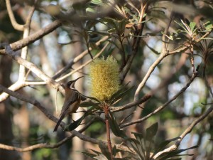 Eastern Spinebill 3 - 23 June 2014
